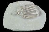 Crinoid (Eretmocrinus) Fossil - Crawfordsville, Indiana #99944-1